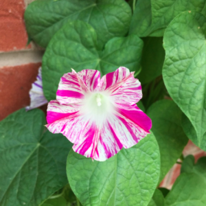 Gói 10 hạt giống dây leo hoa bìm bìm mix sọc Venus