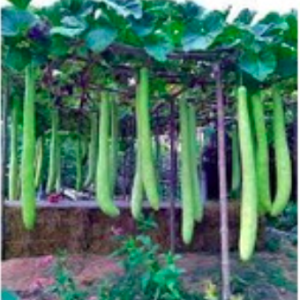 Gói 5 hạt giống bầu rắn