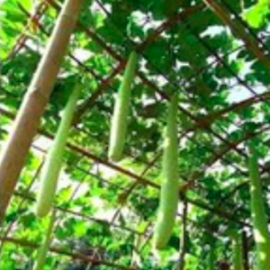 Gói 5 hạt giống bầu rắn