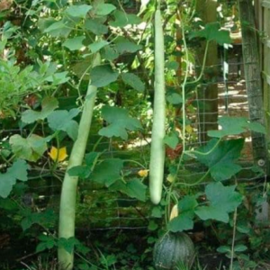 Gói 5 hạt giống bầu rắn