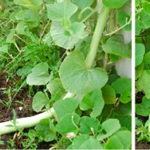 Gói 5 hạt giống bầu rắn