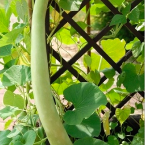 Gói 5 hạt giống bầu rắn