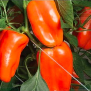 Gói 5 hạt giống ớt ngọt trái cây màu cam TG221