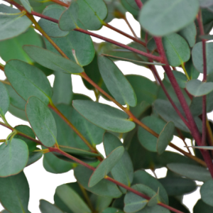 Gói 5 hạt giống cây lá bạc Moon Lagoon