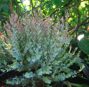 Gói 5 hạt giống cây lá bạc Moon Lagoon