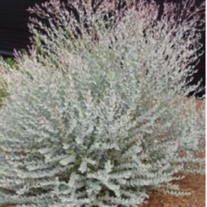 Gói 5 hạt giống cây lá bạc Moon Lagoon