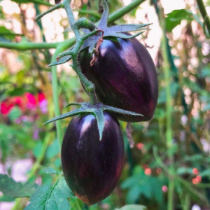 Gói 5 hạt giống cà chua nho đen TG208