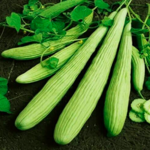 Gói 10 hạt giống dưa chuột rắn Mỹ