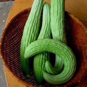 Gói 10 hạt giống dưa chuột rắn Mỹ