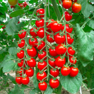 Gói 5 hạt giống cà chua chuỗi ngọc siêu quả Brix13