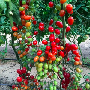 Gói 5 hạt giống cà chua chuỗi ngọc siêu quả Brix13