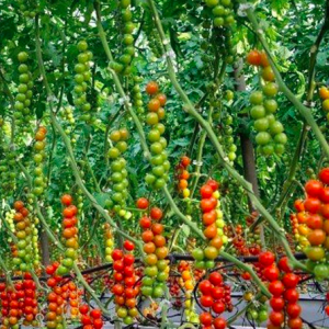 Gói 5 hạt giống cà chua chuỗi ngọc siêu quả Brix13