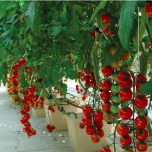 Gói 5 hạt giống cà chua chuỗi ngọc siêu quả Brix13