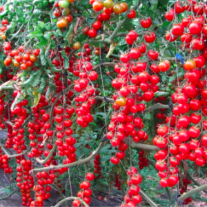 Gói 5 hạt giống cà chua chuỗi ngọc siêu quả Brix13