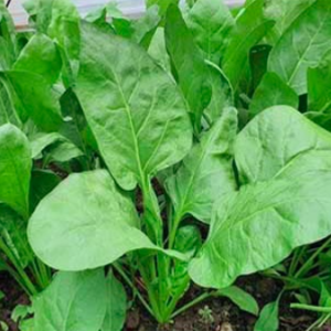 Gói 3gr hạt giống cải bó xôi chịu nhiệt siêu ngon lâu năm