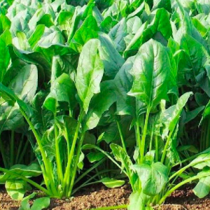 Gói 3gr hạt giống cải bó xôi chịu nhiệt siêu ngon lâu năm