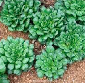 Gói 300 hạt giống cải hoa hồng nhăn, cải Hàn Quốc