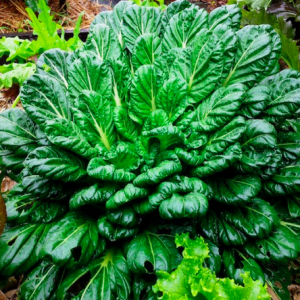 Gói 300 hạt giống cải hoa hồng nhăn, cải Hàn Quốc