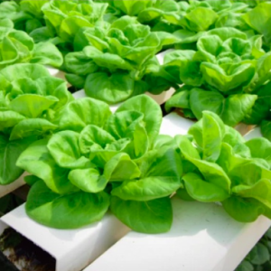 Gói 800 hạt giống xà lách búp chịu nhiệt rất chắc TG215