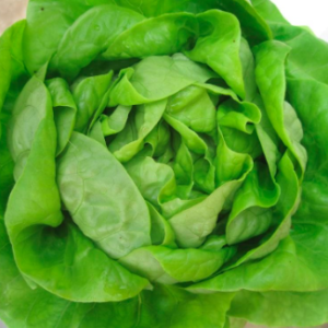 Gói 800 hạt giống xà lách búp chịu nhiệt rất chắc TG215