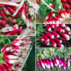 Gói 1gr hạt giống củ cải đỏ dài Pháp