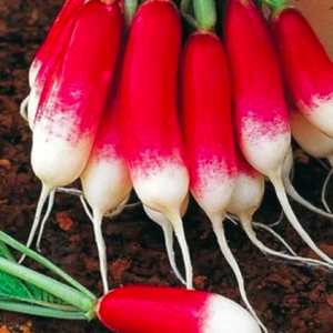 Gói 1gr hạt giống củ cải đỏ dài Pháp