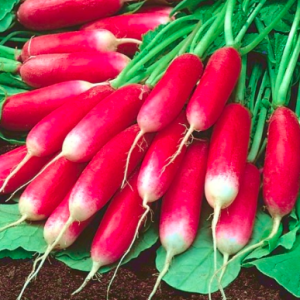 Gói 1gr hạt giống củ cải đỏ dài Pháp