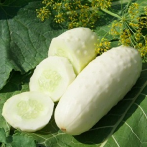 Gói 30 hạt giống dưa chuột trắng bự giòn rụm
