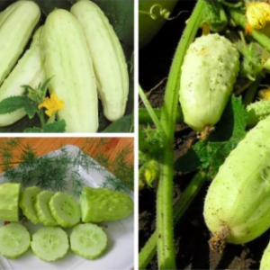 Gói 30 hạt giống dưa chuột trắng bự giòn rụm