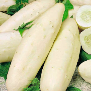 Gói 30 hạt giống dưa chuột trắng bự giòn rụm