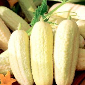 Gói 30 hạt giống dưa chuột trắng bự giòn rụm