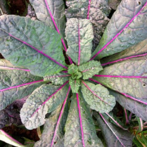 Gói 100 hạt giống cải xoăn kale khủng long tím Dazzling Blue