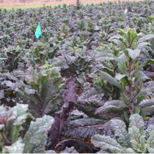 Gói 100 hạt giống cải xoăn kale khủng long tím Dazzling Blue