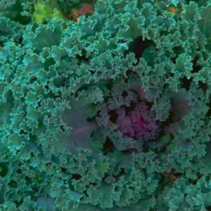 Gói 100 hạt giống cải xoăn kale khủng long tím Dazzling Blue