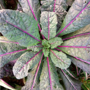 Gói 100 hạt giống cải xoăn kale khủng long tím Dazzling Blue