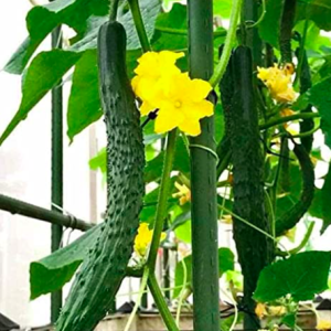 Gói 20 hạt giống dưa chuột kiếm tự thụ phấn