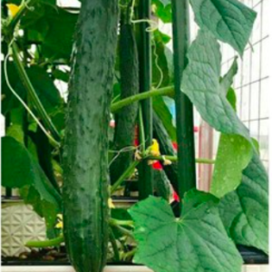 Gói 20 hạt giống dưa chuột kiếm tự thụ phấn