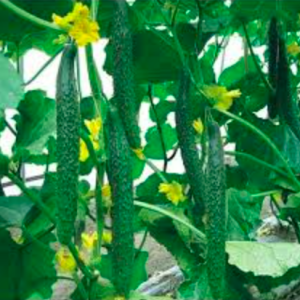 Gói 20 hạt giống dưa chuột kiếm tự thụ phấn