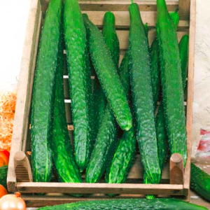 Gói 20 hạt giống dưa chuột kiếm tự thụ phấn