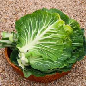 Gói 100 hạt giống cải xoăn kale Bồ Đào Nha