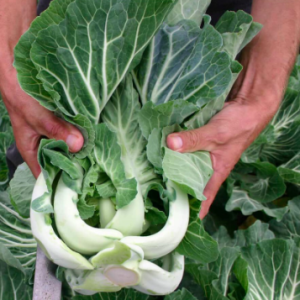 Gói 100 hạt giống cải xoăn kale Bồ Đào Nha