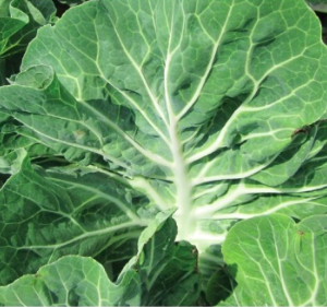 Gói 100 hạt giống cải xoăn kale Bồ Đào Nha