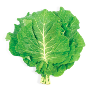 Gói 100 hạt giống cải xoăn kale Bồ Đào Nha