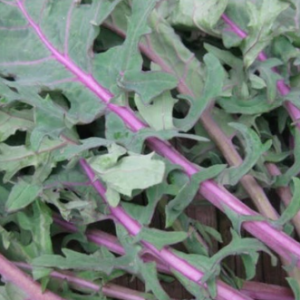 Gói 100 hạt giống cải xoăn Kale gân đỏ USA