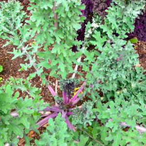 Gói 100 hạt giống cải xoăn Kale gân đỏ USA