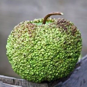 Gói 5 hạt giống bầu quả mít Pháp