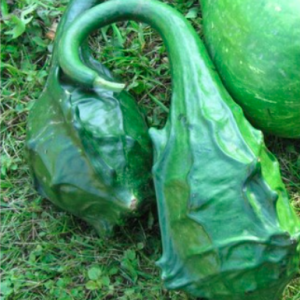 Gói 5 hạt giống bầu khủng long