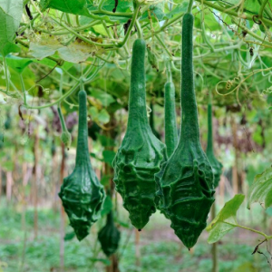 Gói 5 hạt giống bầu khủng long