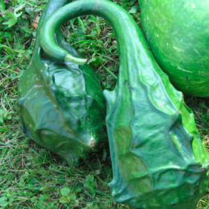 Gói 5 hạt giống bầu khủng long