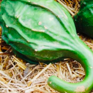 Gói 5 hạt giống bầu khủng long